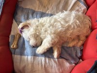 Maltese bebeğimiz