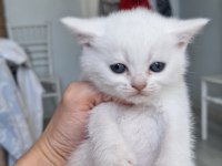 Bembeyaz Pamuk Minnoş Teslime Hazır