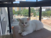 2 aylık iran kedisi