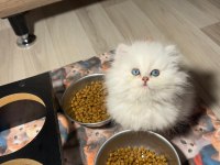 British longhair silver point erkek