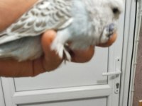 Çek ve jumbo muhabbet kuşu yavrular