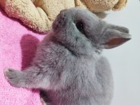 Safkan Hollanda Cüce Tavşan (Netherland Dwarf)