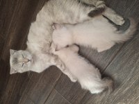 55 günlük british shorthair yavrular