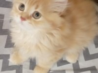 Longhair Yavru Kedimiz