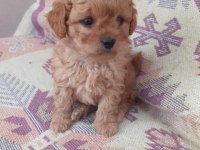 Poodle den farksız maltipoolar