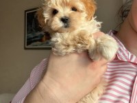Maltipoo Bebekler