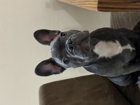 6 aylık sosyal erkek fransız bulldog