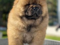 RESİM GİBİ CHOW CHOW YAVRULARIMIZ