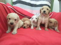 Kaliteli Golden Retriever Yavrularımız