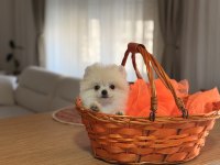 Teddy bear ayı surat pomeranian