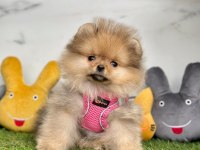 Sevimli Pomeranian Boo Yavrularımız