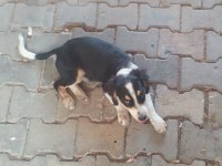 Border collie yavruya yeni yuva