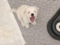 2 Aylık Erkek Maltese Terrier