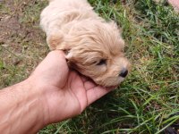 Arthur ve Sakızın Maltipoo Yavruları