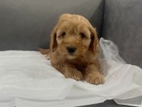 Ömürlük Dostunuz Maltipoo