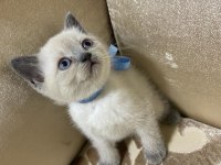 Blue point 2 aylık erkek yavru british shorthair