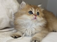 GOLDEN NY11 SAFKAN BRİTİSH LONGHAİR ANNE BABA SCR KAYITLI