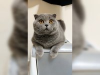 EV KEDİSİ SCOTTİSH FOLD
