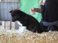 SAFKAN AMERİKAN AKİTA YAVRULARI