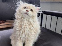 Cy12 Çikolata Golden Yavru British Longhair