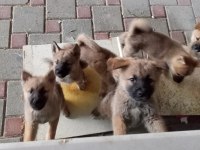 Yavru akita inu