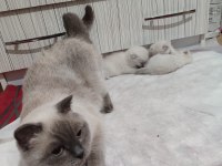 2.5 yaşında blue point british shorthair dişi