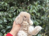 Veteriner Hekimden Hollanda lop mini lop ve cüce tavsan