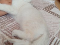 Golden point british shorthair prenses hazır