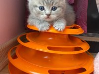 British shorthair beyaz British shorthair blue point