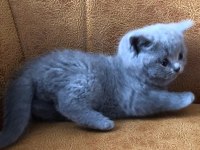 Scottish fold cinsi yavru kediler