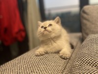 Orijinal British Shorthair