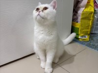 8 Aylık Sağlıklı Erkek Kedimiz