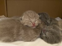 Yavru scottish fold kedilerimiz