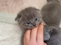 Scottish fold cins kedimizi sahiplendirme