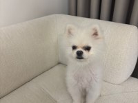 Acil 10 Aylık Pomeranian