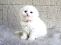 Irk Ve Sağlık Garantili Scottish Fold