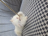 British Longhair Golden Point Erkek