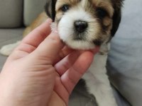 Shih Tzu Yavruları