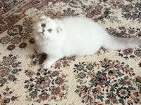 Scottish fold (ücretli sahiplendirme)