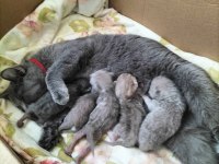 British shorthair yavrular rezerveye açıktır