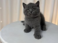 British Shorthair Yavrularımız