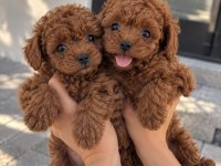 Gören Bir Daha Bakıyor – Poodle Yavruları