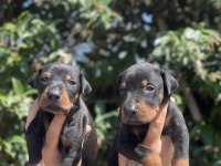 King Doberman Yavruları