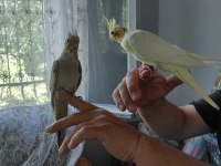 Sağlıklı sultan papağanı