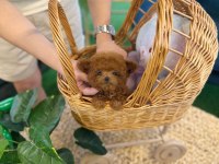 Şecereli Toy Poodle Veteriner Kontrollü Yavrular