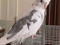 Whiteface pied özel ırk sultan uygundur