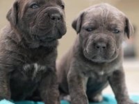 A scrli anne babadan cane corso yavrular kapıda ödeme