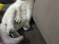 Scottish fold blue point