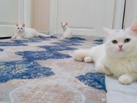 Baba tam eğitimli ve deneyimli british shorthair