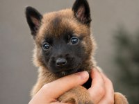 Belçika Malinois Erkek Dişi Yavrular